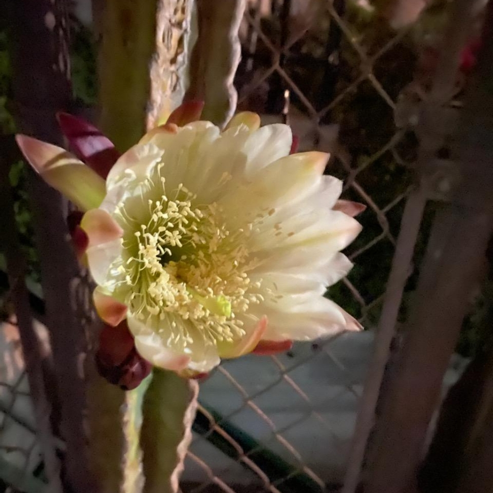 Meet your Posher, Darla